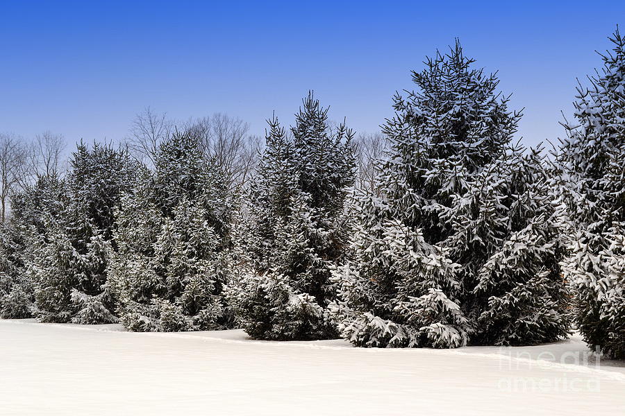 Evergreen Trees in Winter Photograph by Amy Lucid