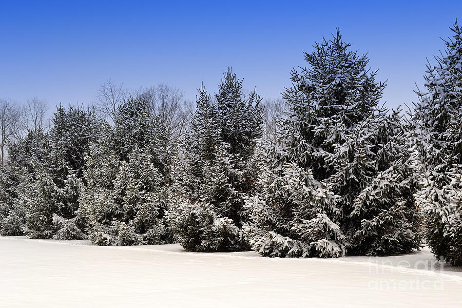 coniferous trees in winter