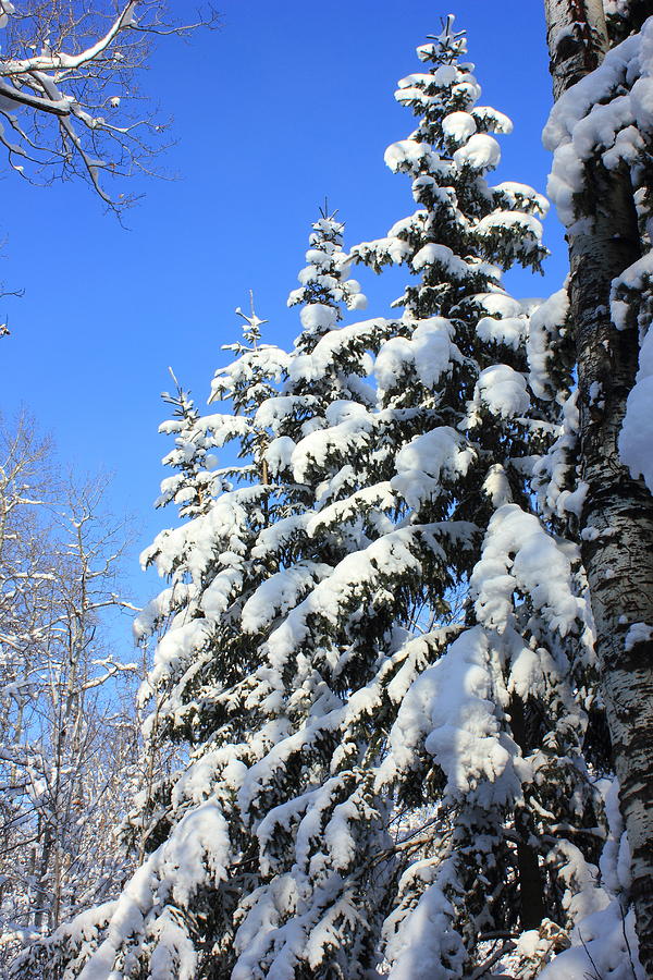 Evergreen Trees in WInter Photograph by Jim Sauchyn