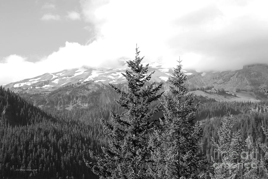 Evergreens and Glaciers BW Photograph by Connie Fox