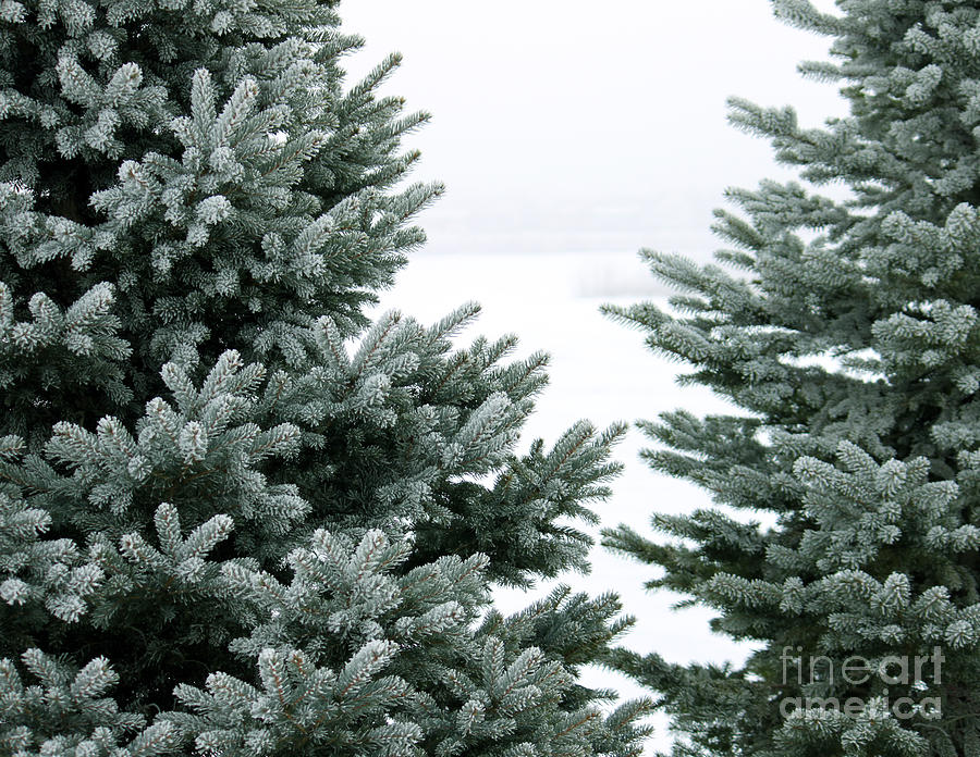 Evergreens Photograph by Debbie Hart