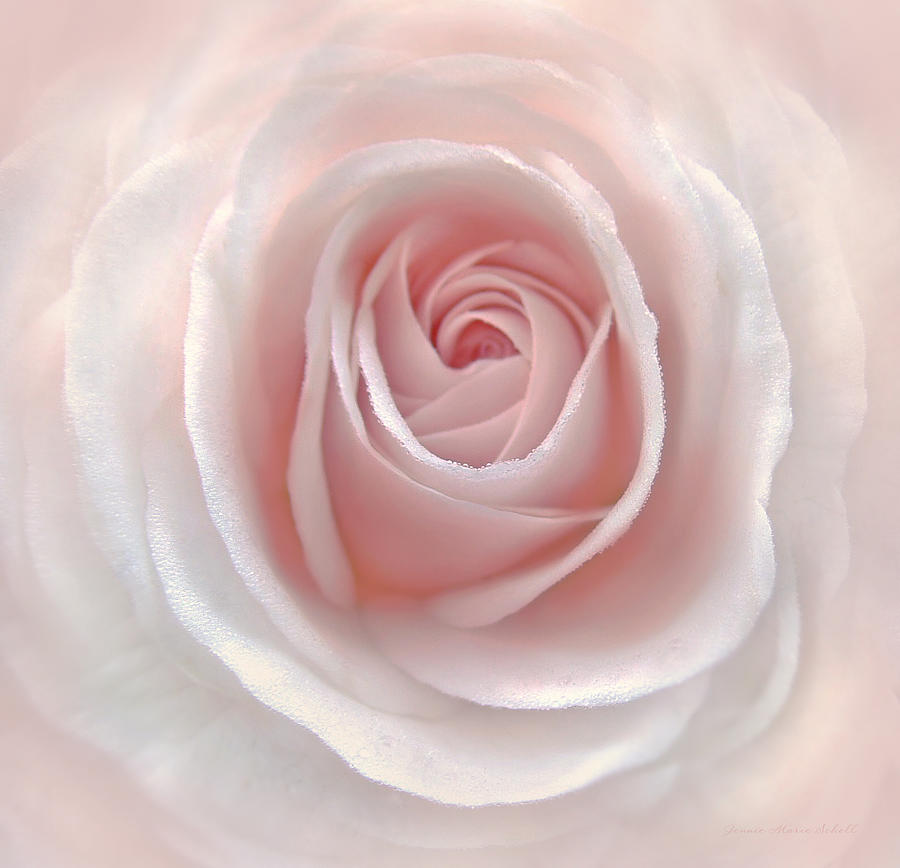 Everlasting Pink Rose Flower Photograph by Jennie Marie Schell