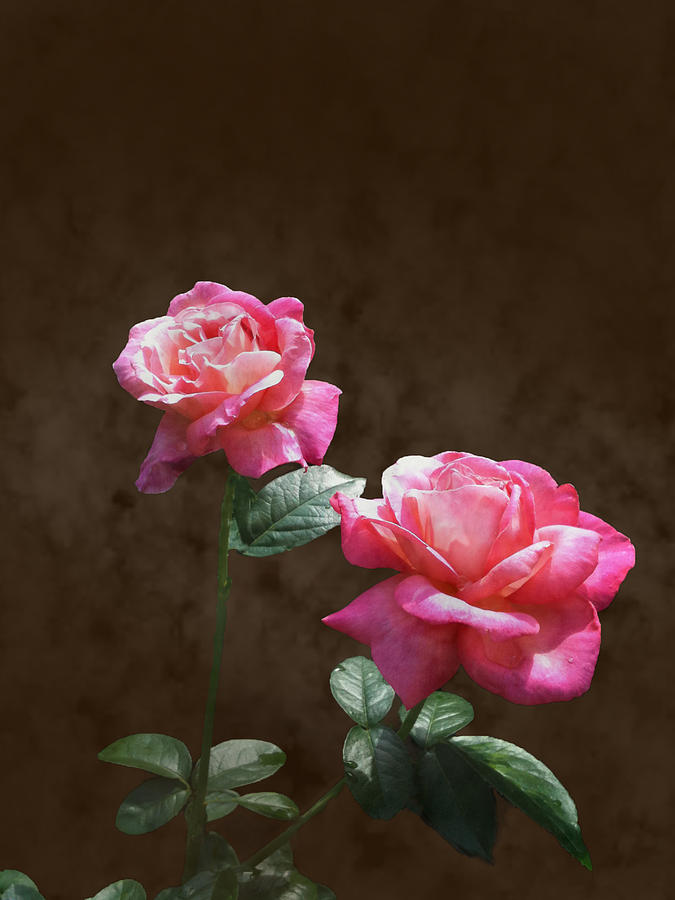 Everlasting Roses Photograph