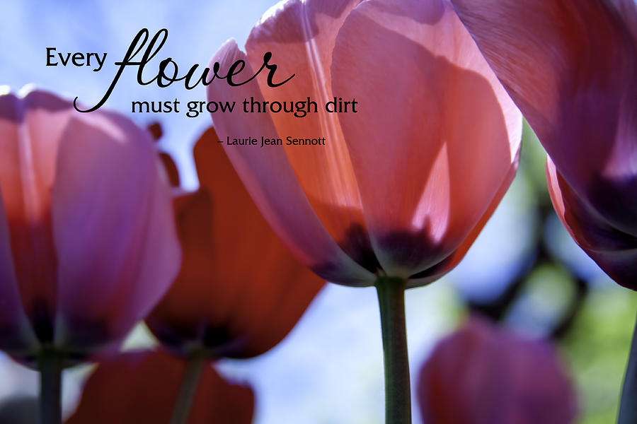 Every Flower Must Grow Through Dirt Photograph by Teri Virbickis
