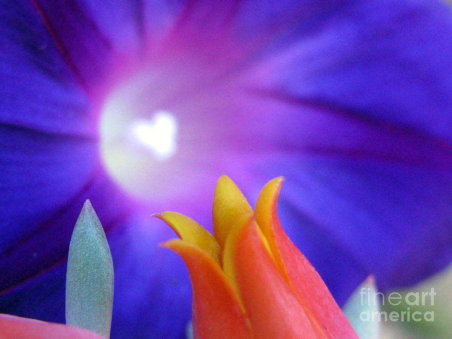 Nature Photograph - Every Heart Has A Halo Photography by Holy Hands