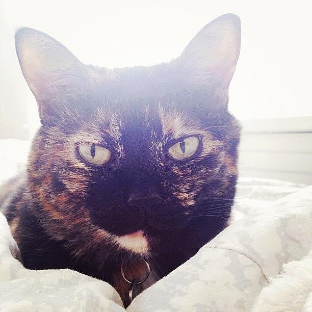 Cat Photograph - Every Morning I Wake Up To This Face by Stephanie Bassos