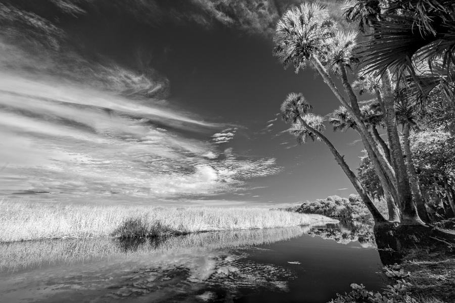 Black And White Photograph - Every Other Tree by Jon Glaser