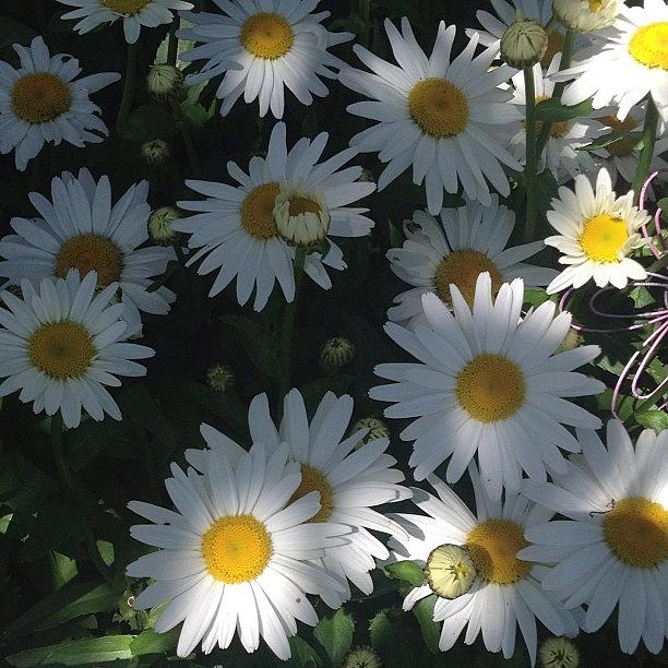 Every Thing Is Coming Up Daisies! Photograph by Rita Frederick