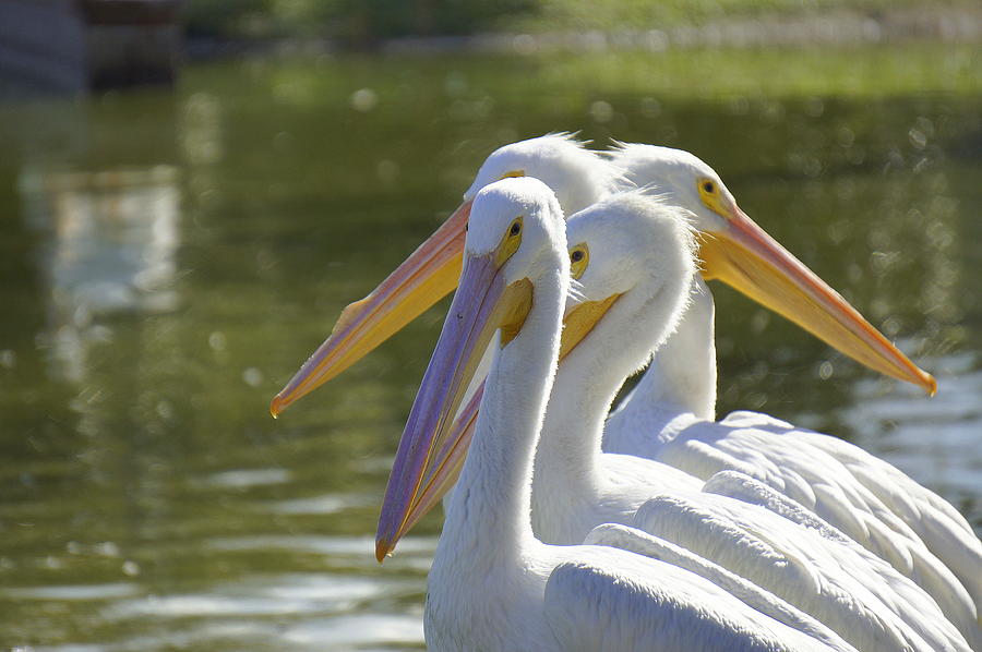 Pelican Photograph - Every Which Way by Laurie Perry