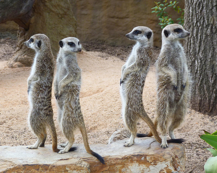 Every Which Way - Meerkat Sentries Photograph by Margaret Saheed