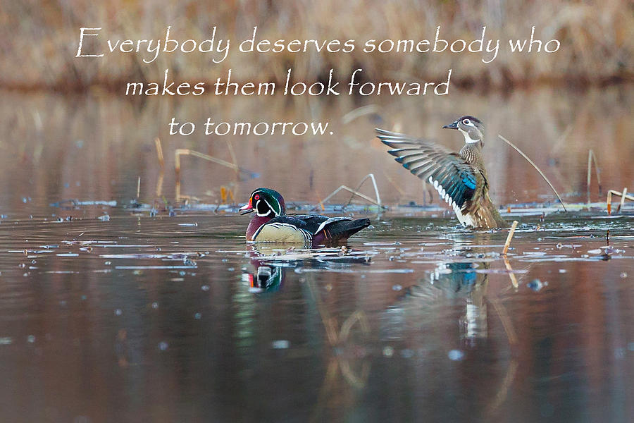 Everybody Deserves Somebody Photograph by Bill Wakeley