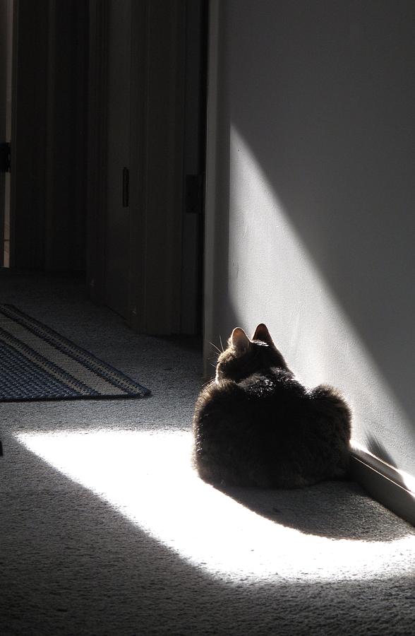 Everybody Needs a Sunny Spot Photograph by Louise St Romain