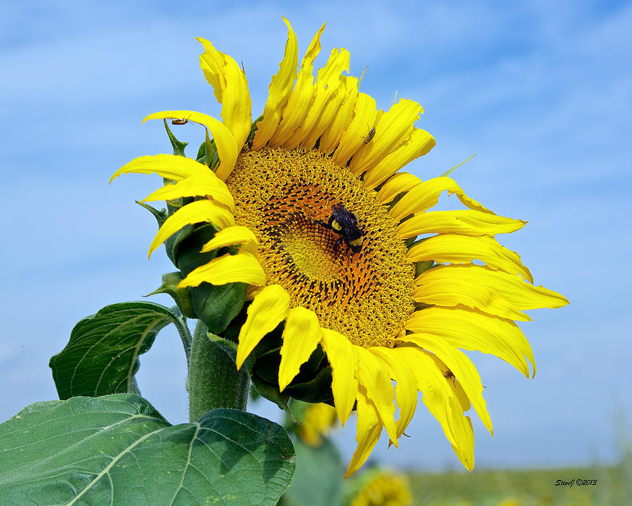 Everyone Love Sunflowers Photograph by Stephen Johnson