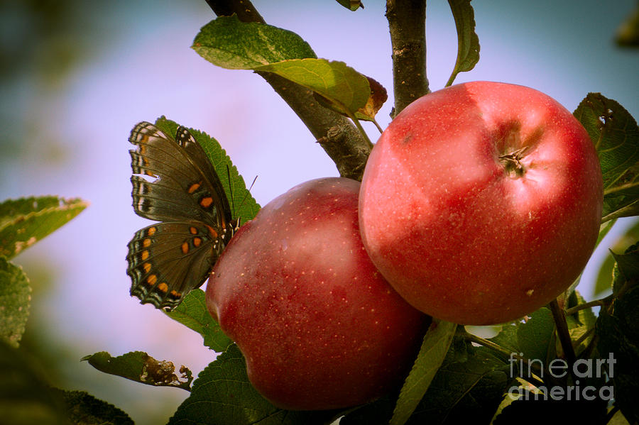 Everyone Loves Apples Photograph by Dawn Gari