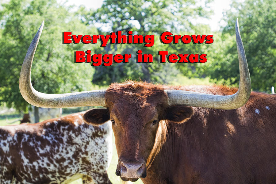 Everything Grows Bigger in Texas Photograph by Kathy Clark