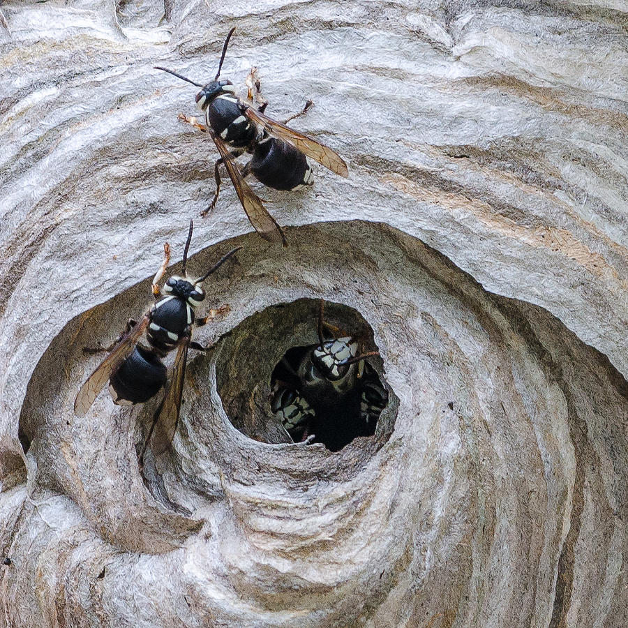 Eviction of Bald Face Hornets Photograph by Georgette Grossman