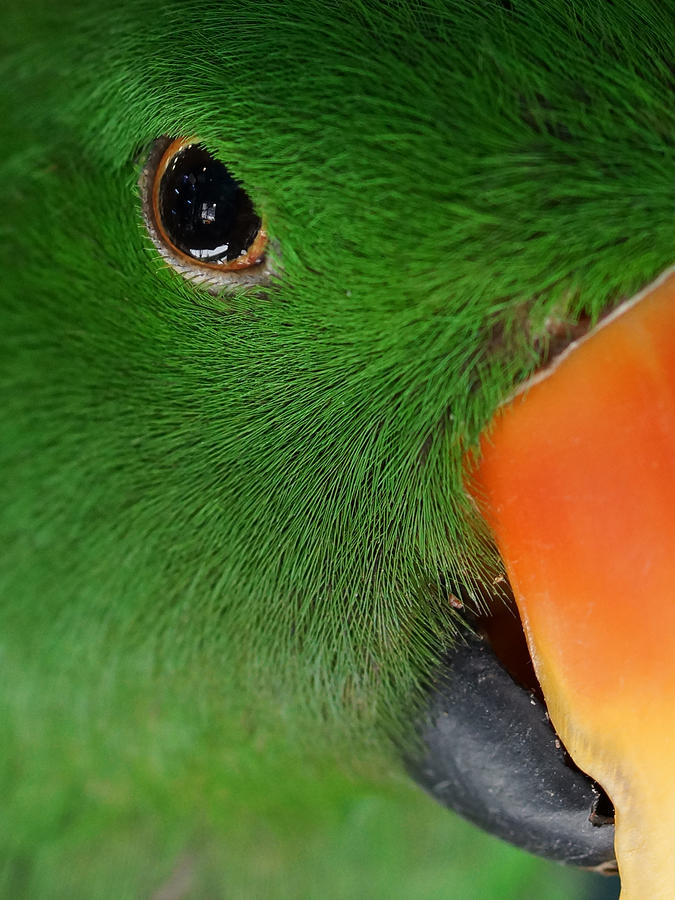 Parrot Photograph - Evil Eye by Ernest Echols