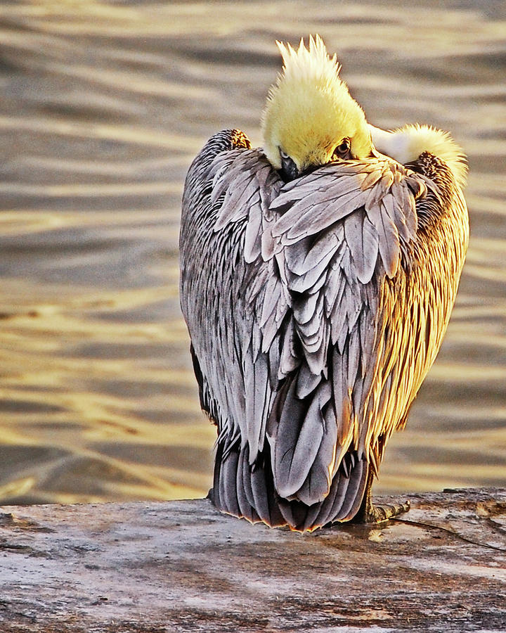 Evil Eye Pelican Photograph by Peg Runyan