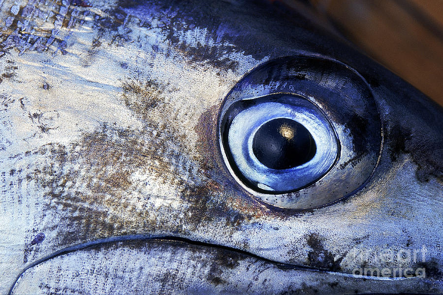 Blue Marlin Photograph - Evil Eye by Scott Kerrigan