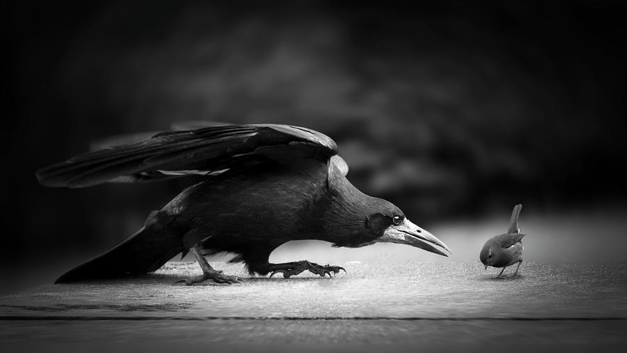 Raven Photograph - Evil by Richard Bires