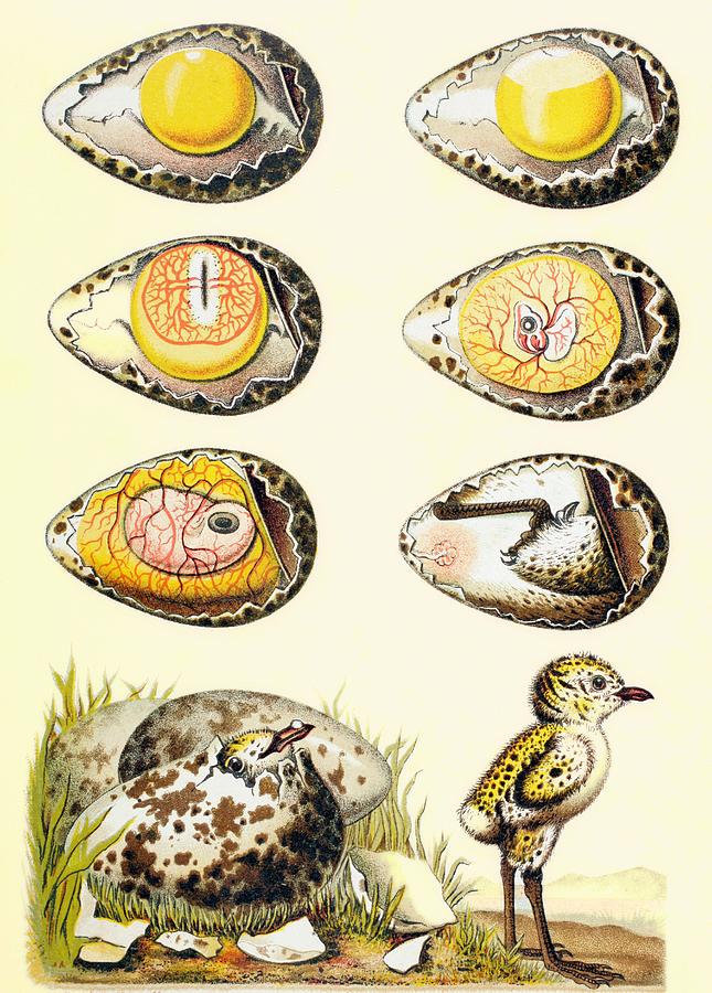 Evolution Of A Chicken Within An Egg Drawing by European School