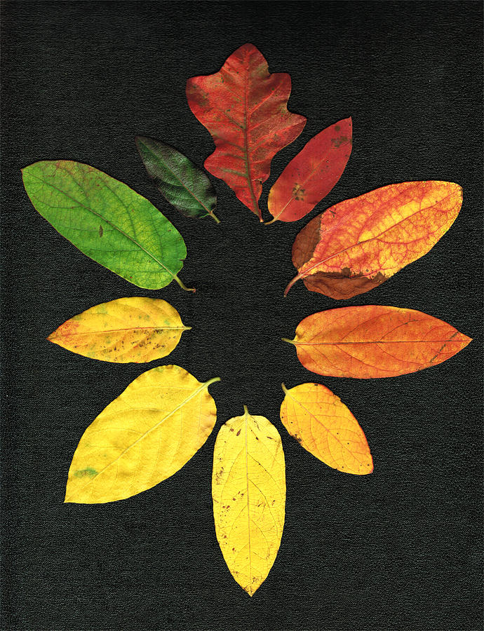 Evolution of Autumn Bk Digital Art by Pete Trenholm