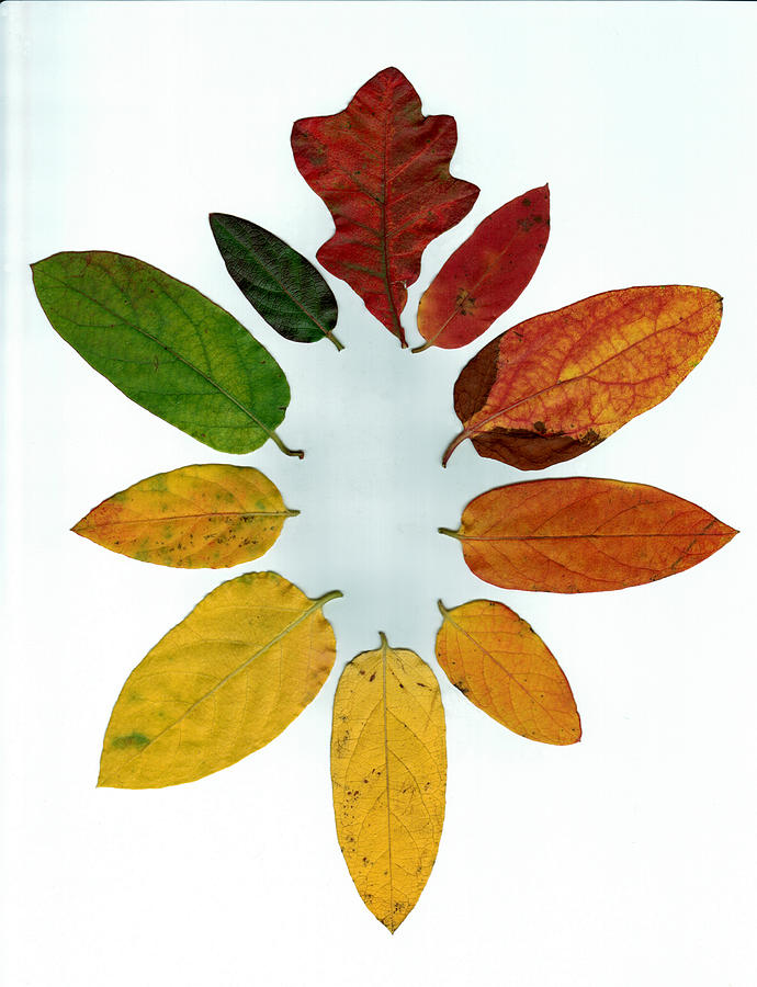 Evolution of Autumn Wh Digital Art by Pete Trenholm