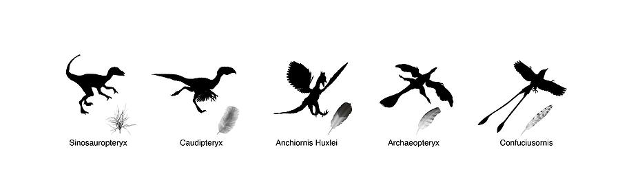 Evolution Of Dinosaur Feathers Photograph by Mikkel Juul Jensen - Pixels