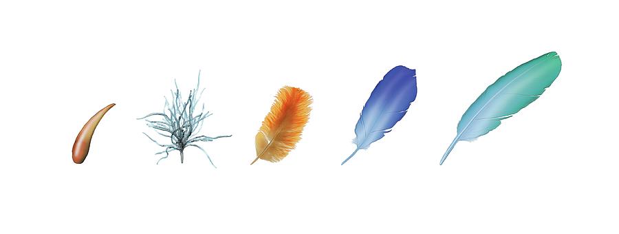 Prehistoric Photograph - Evolution Of Feathers by Mikkel Juul Jensen