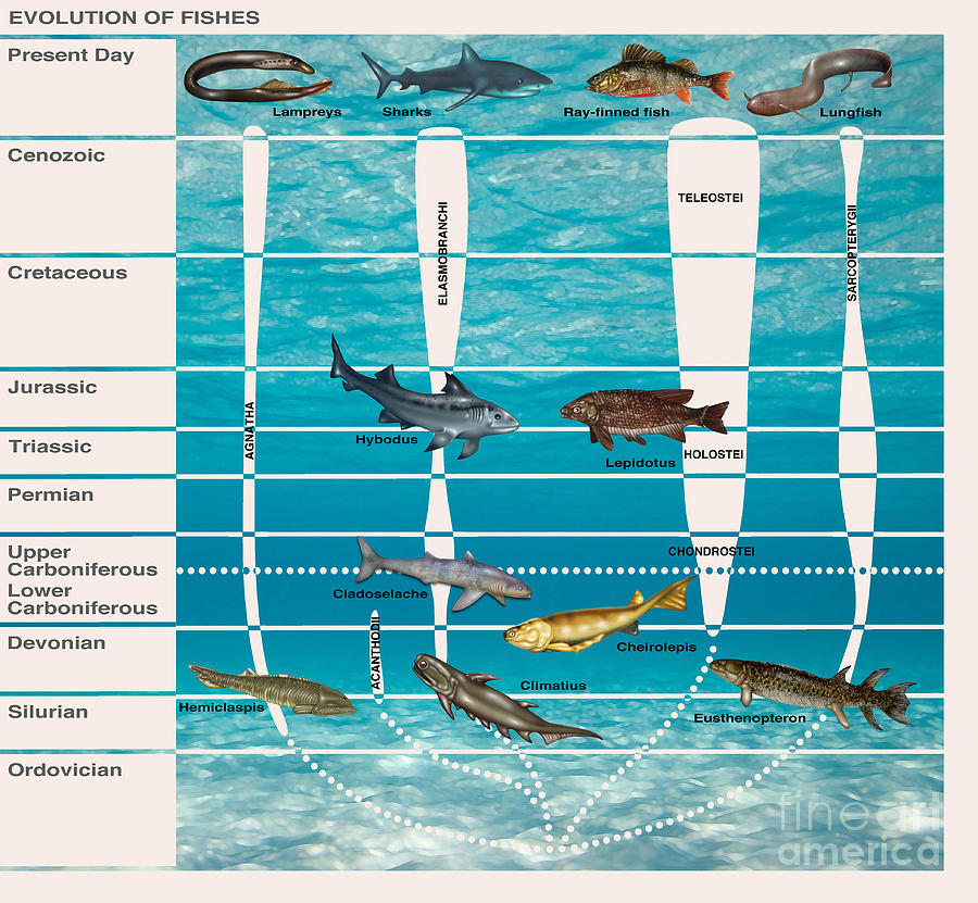 Evolution Of Fishes, Illustration by Gwen Shockey