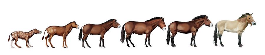 Evolution Of Przewalskis Horse Photograph by Paul Wootton/science Photo Library