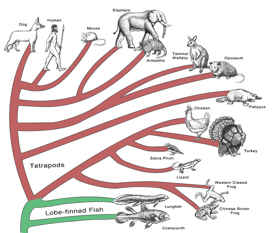 Evolutionary Tree Animals Photograph by Spencer Sutton - Fine Art America