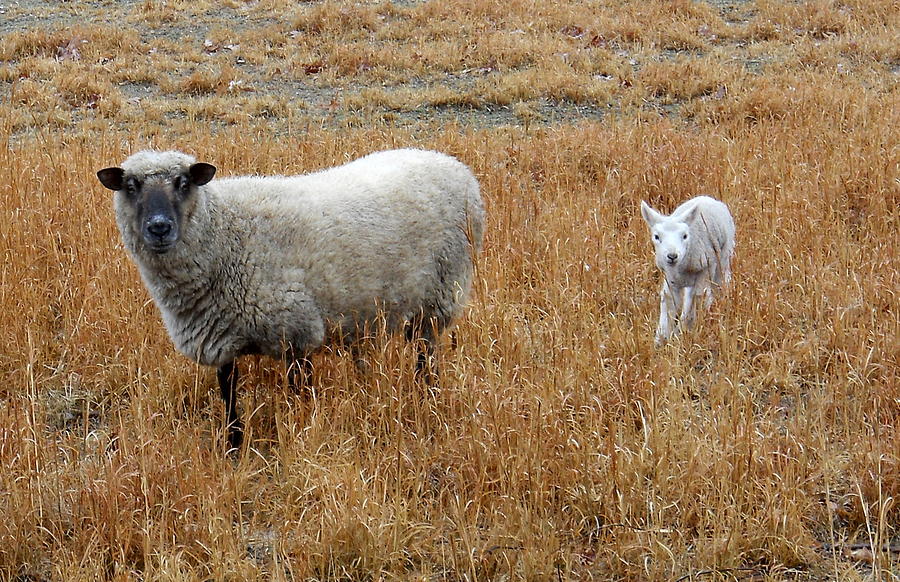 Farm Animals Photograph - Ewe and Lamb by Jim Newman