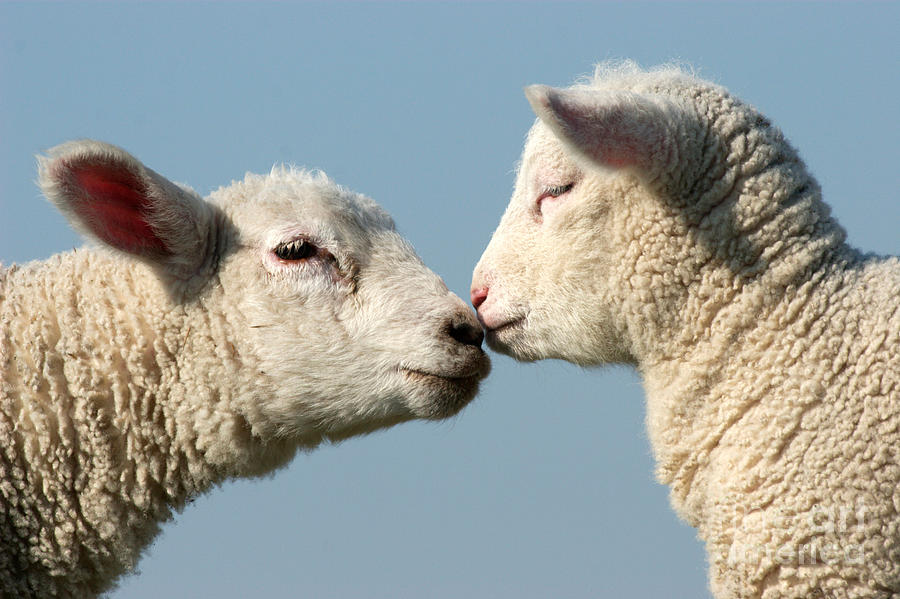 Ewe And Lamb Nose To Nose Photograph by Tierbild Okapia