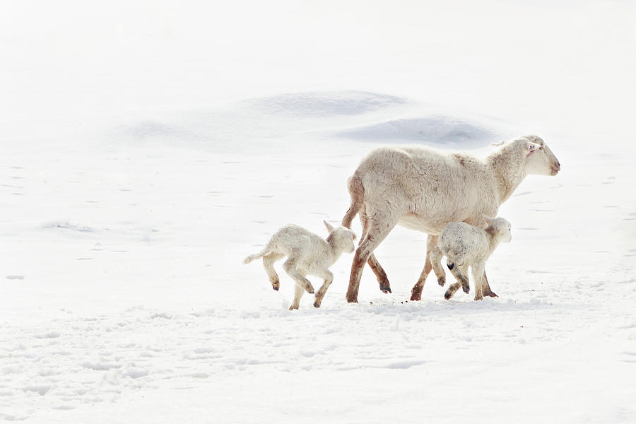 Ewe And Twin Lambs In Snow Photograph by Adeena Pentland