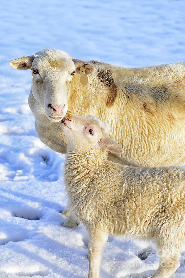 Winter Photograph - Ewe and Winter Lamb by Thomas R Fletcher