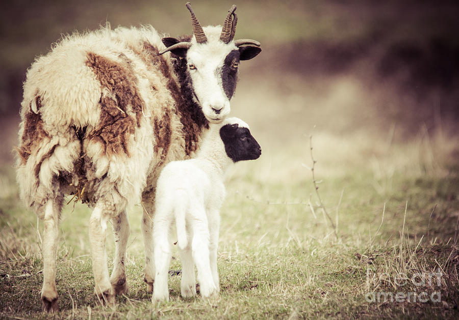 Ewe and Young Photograph by Cheryl Baxter