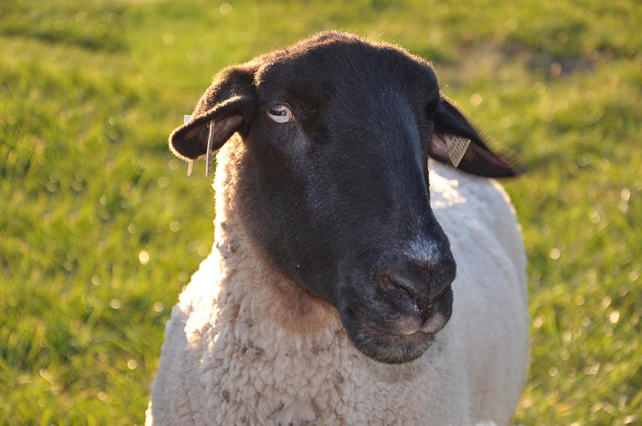 Ewe Bet Im Cute Photograph by Jan Amiss Photography