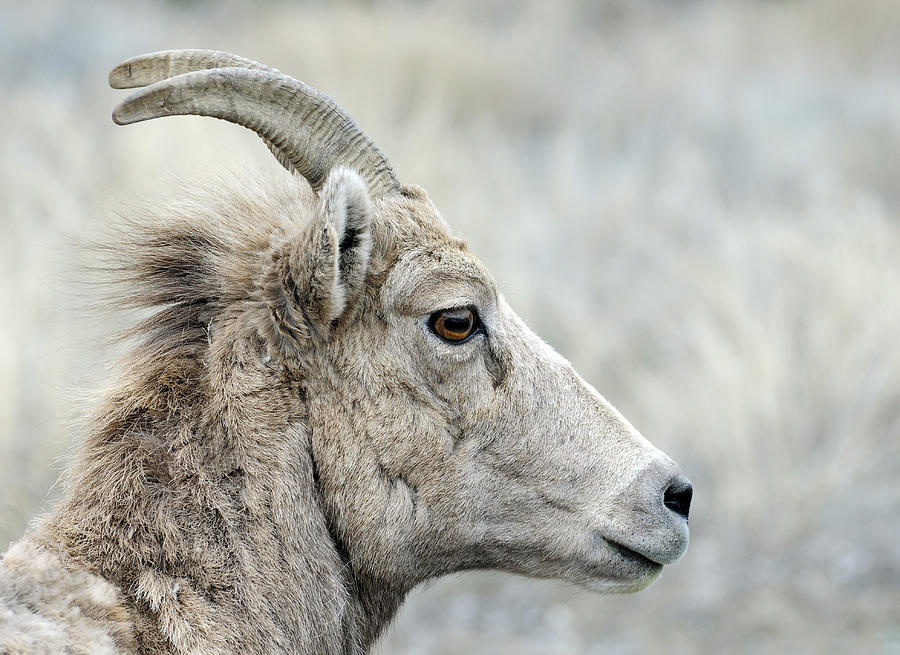 Ewe Bighorn Sheep Photograph by Theodore Clutter - Fine Art America Ewe Bighorn Sheep Photograph by Theodore Clutter - Fine Art America