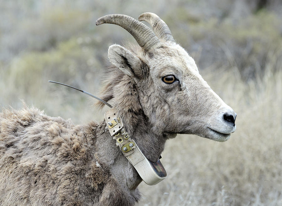 Ewe Bighorn With Sheep Radio Collar Photograph by Theodore Clutter