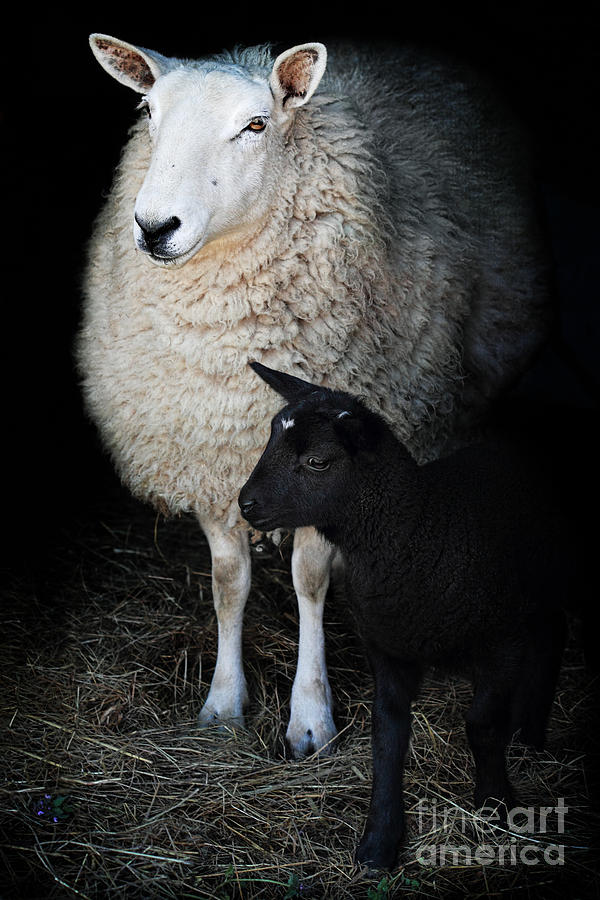 Ewe with Newborn Lamb Photograph by Stephanie Frey