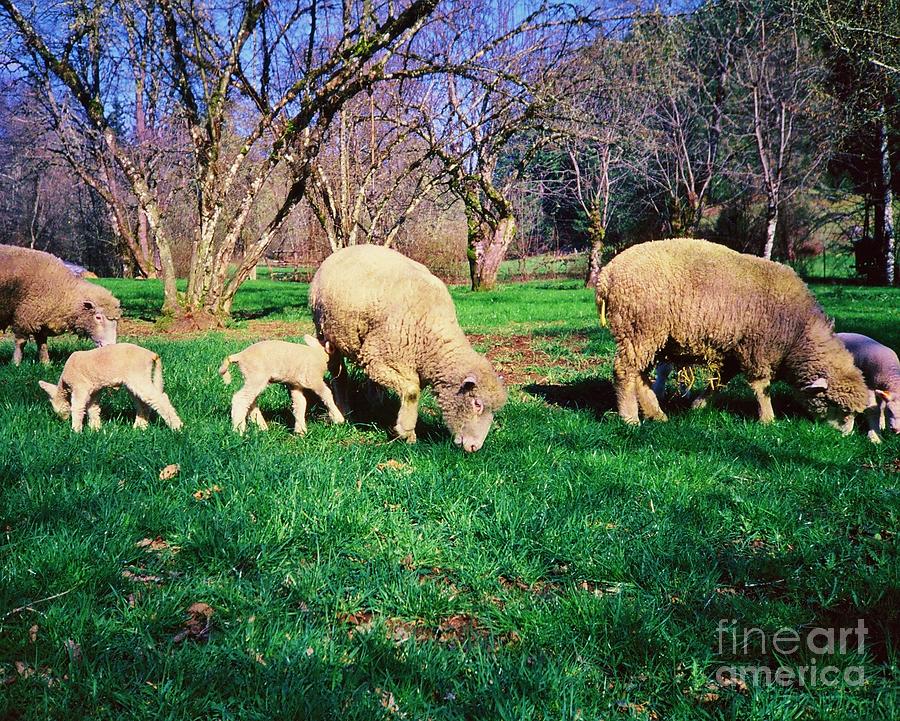Ewes and Lambs 1 Photograph by Larry Campbell