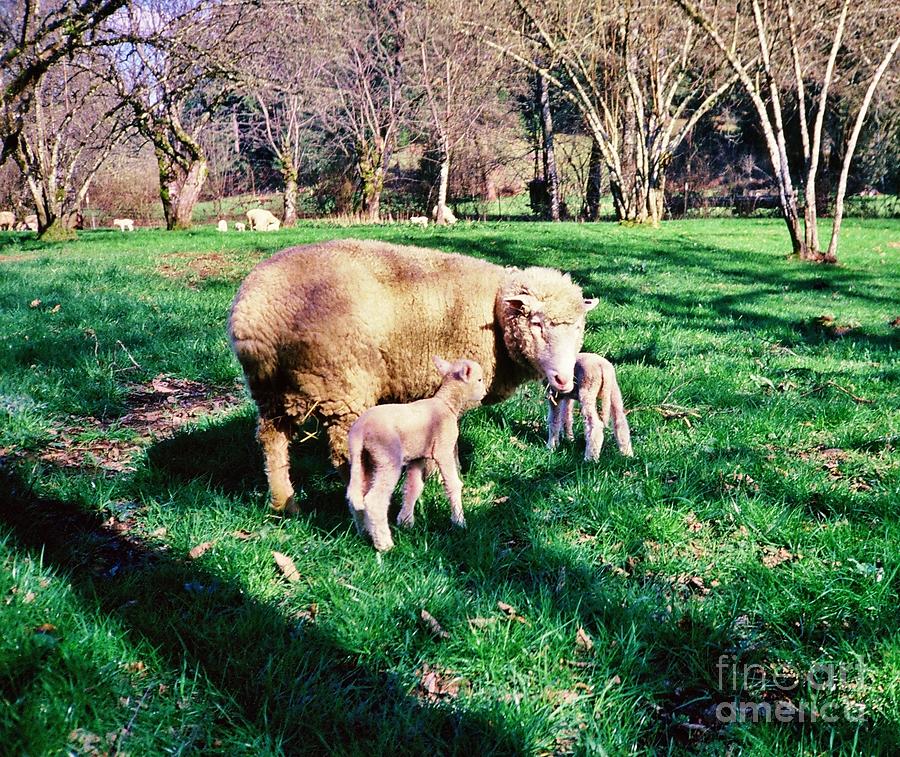 Ewes and Lambs 2 Photograph by Larry Campbell