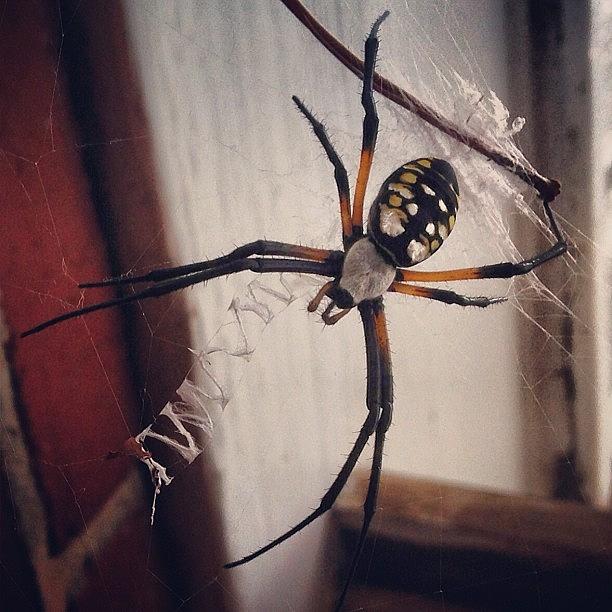Spider Photograph - Ewwww by Stephanie Tomlinson
