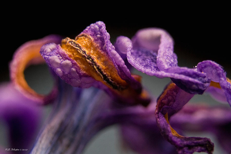 Ex Hyacinth 2 Photograph by WB Johnston