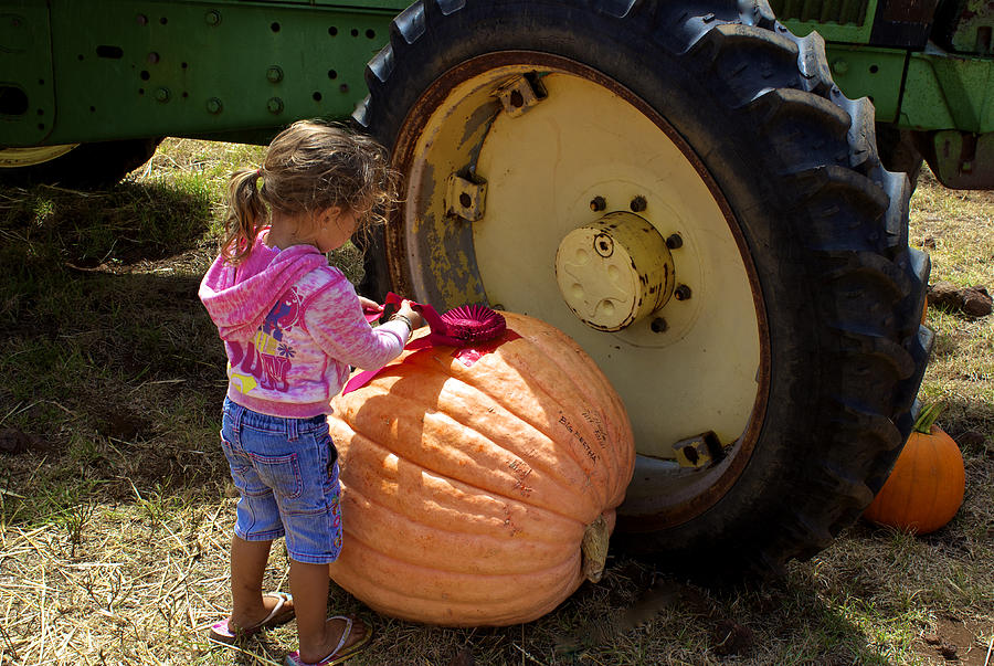 Examining The Prize Pumpkin Photograph by Venetia Featherstone-Witty