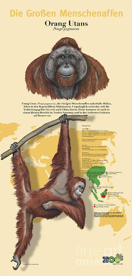 Example for Licensing - Zoo Interpretation Panels - Orangutan Pongo pygmaeus - Great Apes  Painting by Urft Valley Art  Matt J G  Maassen-Pohlen