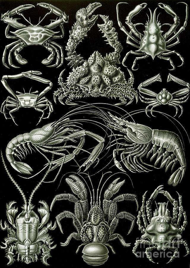 Animal Painting - Examples of Decapoda Kunstformen der Natur by Ernst Haeckel