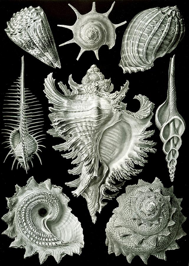 Assorted Sea Shells Painting by Ernst Haeckel - Fine Art America