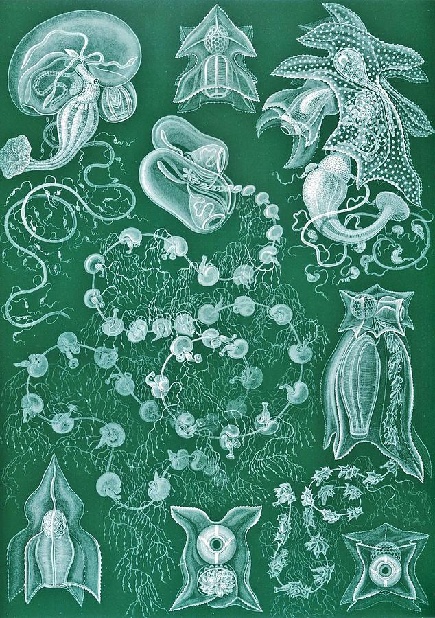 Animal Drawing - Examples Of Siphonophorae by Ernst Haeckel